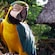 A parrot